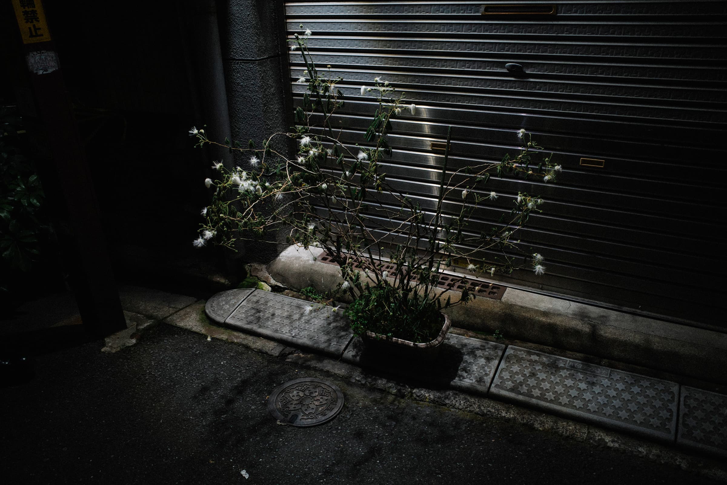 Matsuri — frame 12